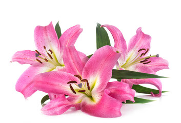 lily flowers in studio