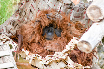 Closeup shot of a shy orangutan at the zoo © Pucs Fongabe/Wirestock