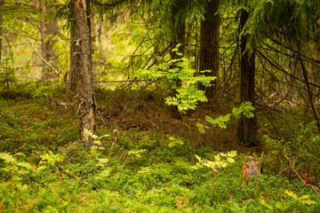 Obraz premium landscape in a pine forest, selective focus