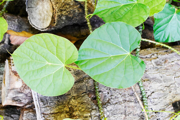 Heart-leaved moonseed (Tinospora crispa), with green heart-shaped leaves on a blurred background, is an herb to control blood pressure and diabetes. 