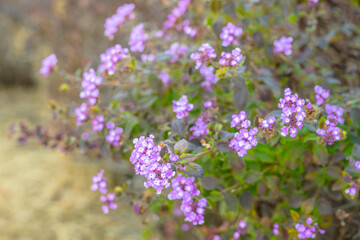Creeping Lantana in bloom. Beautiful evergreen plant with small purple or pink flowers