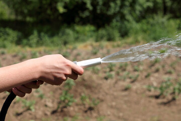 hand with a watering hose on the background of the beds. caring for gardens