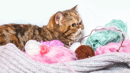 Fototapeta na wymiar Scottish straight cat with Multi-colored balls of wool yarn