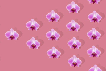 Pink orchid flowers flat lay pattern on pink layout in triangle shape. Phalaenopsis orchid flowers background.