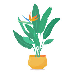 Indoor exotic tropical plant in a pot Strelitzia for decoration home or office.  Flat cartoon detailed vector stock illustration. Isolated on white background.