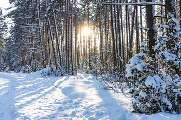 beautiful sunset in the winter forest, natural background with snow in the forest