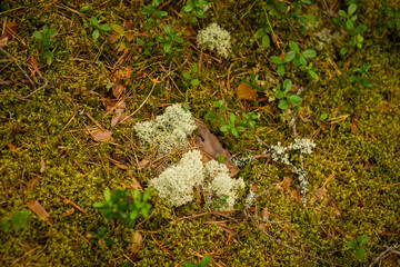 summer forest landscape, selective focus