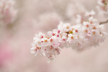 桜　群馬県桐生市
