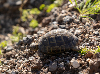 An small  earthen turtle crawls in the early morning on rocky ground in a forest in the Golan Heights, in northern Israel