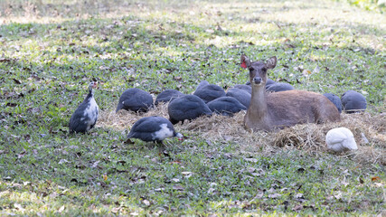 A wild brown Asia doe resting on the straw in the meadow with a group of guinea fowls.