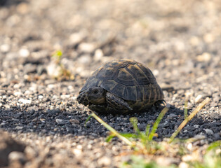 A small  earthen turtle peeks out of its shell early in the morning in a forest in the Golan Heights, northern Israel.