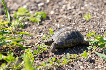 An small  earthen turtle crawls in the early morning on rocky ground in a forest in the Golan Heights, in northern Israel