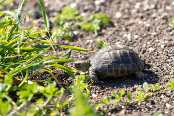 An small  earthen turtle crawls in the early morning on rocky ground in a forest in the Golan Heights, in northern Israel