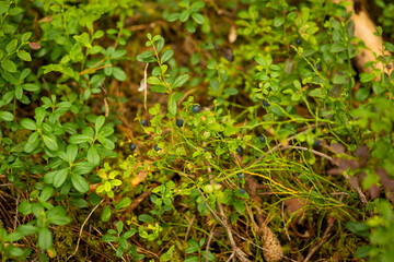 blueberry berries in the forest, selective focus