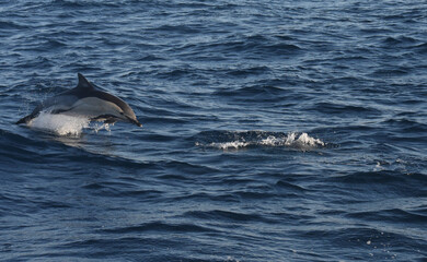 Naklejka premium Delfin comun (Delphinus delphis) saltando sobre las olas