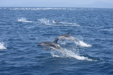 Delfines listados  (Stenella coeruleoalba) saltando en el mar © Alfredo