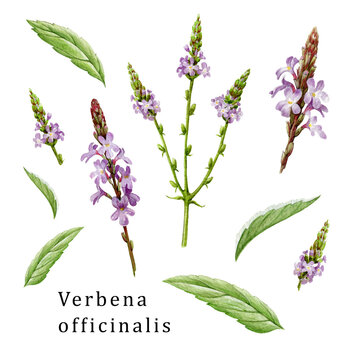 Verbena officinalis herb element organic set. Hand drawn vervain plant collection. Purple natural organic flowers with green leaves. Aromatic medicinal verbena herb set on white background.