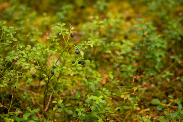 blueberry berries in the forest, selective focus