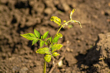 Sick tomato leaves closeup sunny day, photography for design