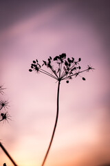 silhouette of a hogweed