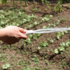 water from a garden hose in a hand on the background of a vegetable garden. watering vegetable plantings