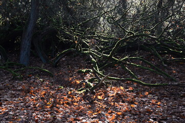 Herbst in der Tietlinger Heide, Niedersachsen
