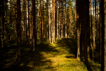 landscape in a pine forest, selective focus