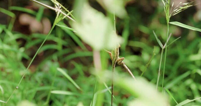 Oriental Garden Lizard Clinging On A Grass Stem In The Forest. slider reveal shot