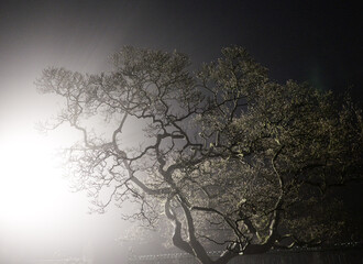 Nachtaufnahme einer alten Magnolie in einem Park