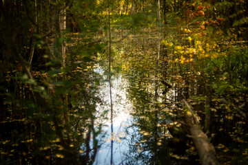 forest lake among trees, selective focus