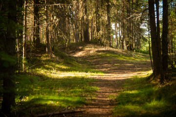 landscape in a pine forest, selective focus