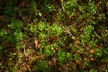 red cranberry berries in the forest, selective focus