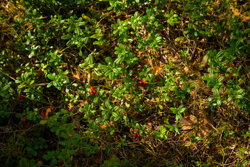 red cranberry berries in the forest, selective focus