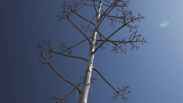 Dried stem of the agave plant on the blue skay.