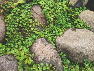 vines like grass with tiny little shapes between the rocks