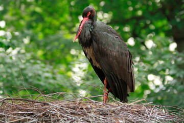 Portrait of a stork in the zoo