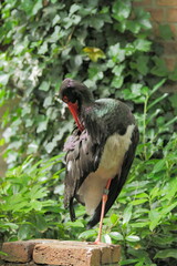 Stork stands on one leg in the zo