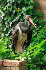 Stork stands on one leg in the zo