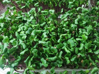 Radish 