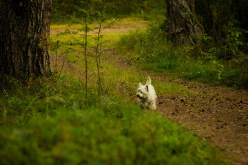 landscape with a dog in the forest, selective focus