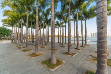 Coconut trees grove in on tropical seaside in city coastline