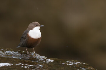 Fine art portrait of European dipper (Cinclus cinclus)