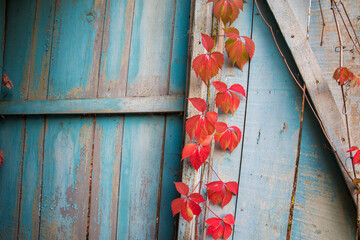 Colorful autumn leaves of wild grapes (ivy) on the wall. Background texture of wild grapes. Autumn concept.