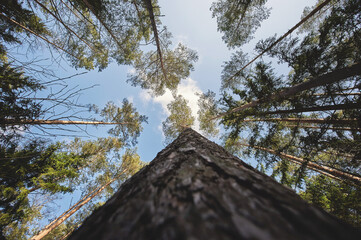 Natural forest background