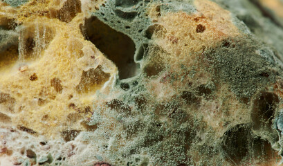 Spores of fungus on bread © PixieMe