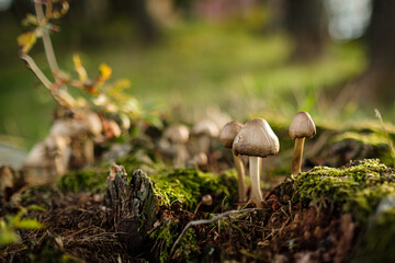 mushroom on the moss