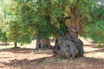 Fototapeta na wymiar Italy, Apulia, Province of Brindisi, Ostuni. Huge ancient olive trees.