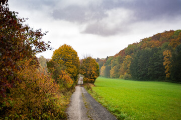 Obraz premium road in the field with autumn forest