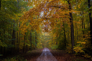 path in dark autumn forest