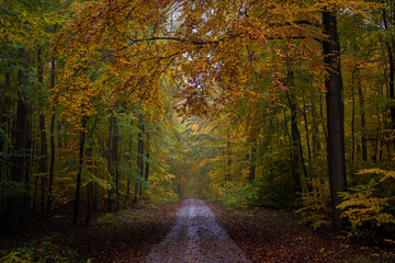hiking path in autumn forest